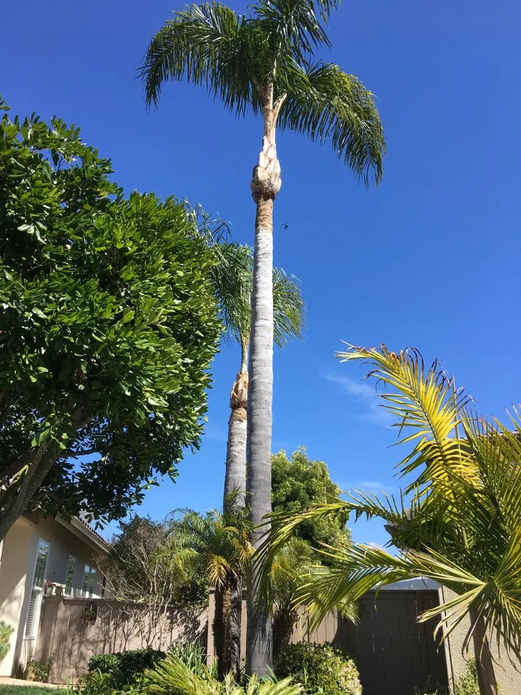 Affordable residential landscaping for residential properties across San Marcos, CA - Damian Bobadilla's Landscaping