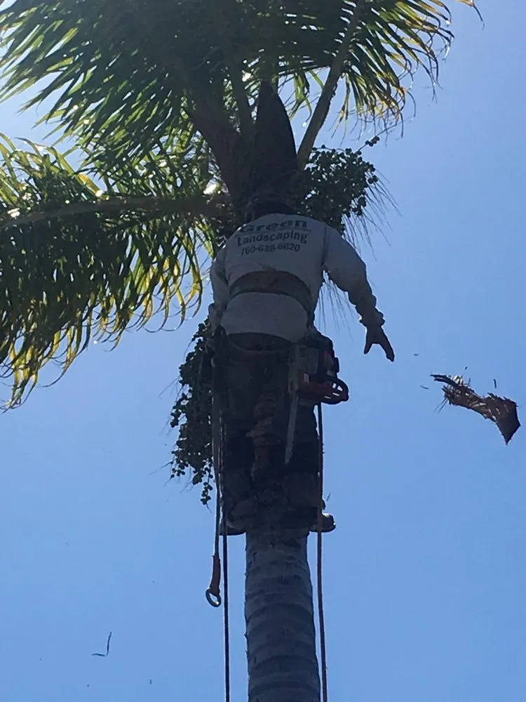 Custom outdoor landscaping for homes in San Marcos, CA by Damian Bobadilla's Landscaping