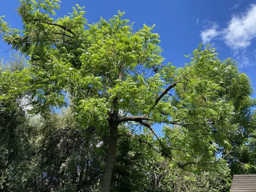 Custom lawn mowing service in Oroville, CA by Damian Yard And Arbol Service