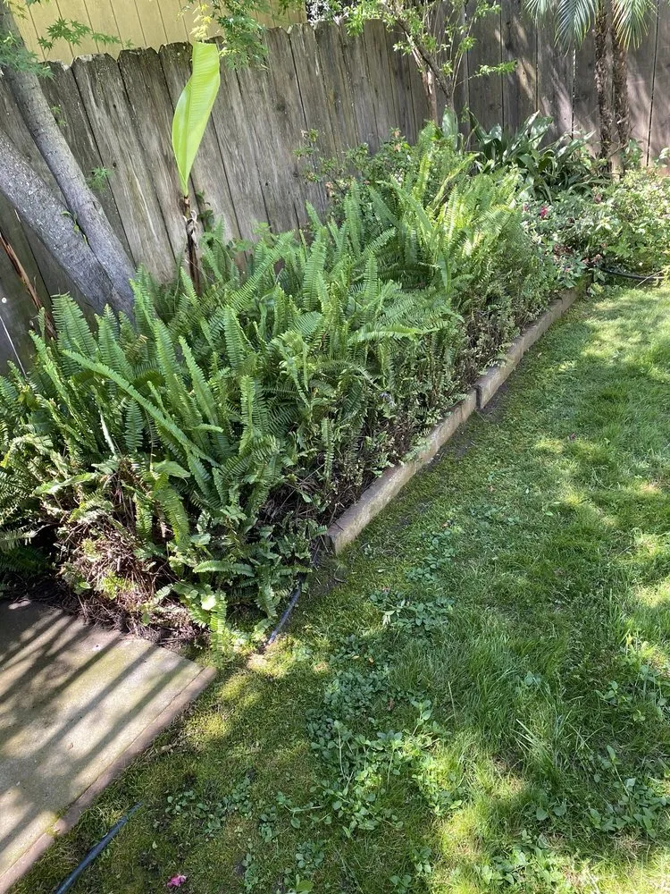 Trusted yard maintenance for outdoor upgrades in Oroville, CA by Damian Yard And Arbol Service