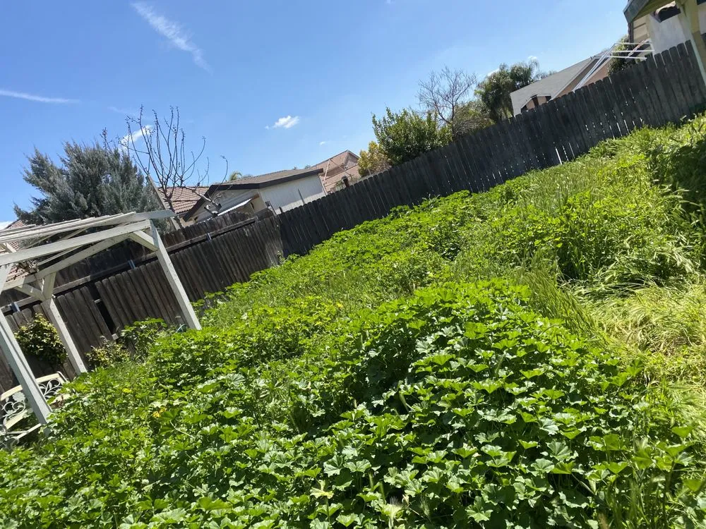 Custom landscaping services experts serving Delano, CA - Damien’s Lawn Care