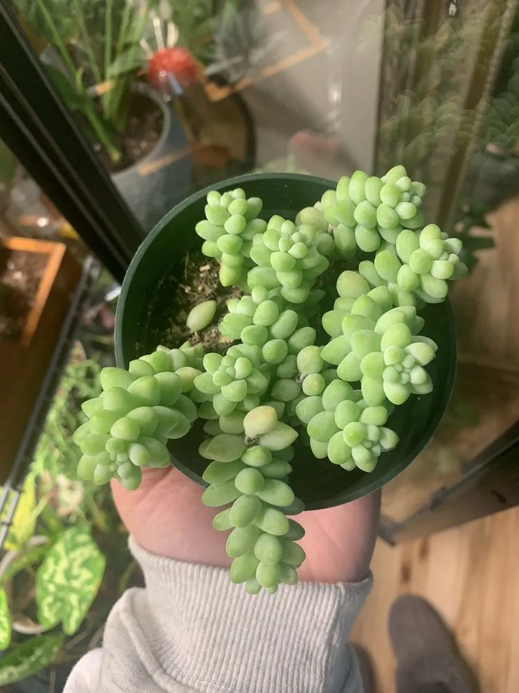 Expert yard maintenance in Indianapolis, IN by Dammann's Garden Company