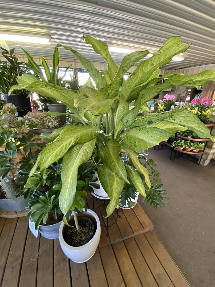 Reliable garden landscaping with custom design across Indianapolis, IN - Dammann's Garden Company