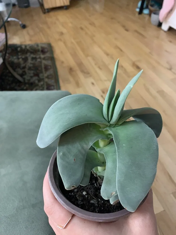 Local landscape design in Indianapolis, IN by Dammann's Garden Company