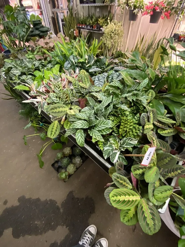 Trusted yard cleanup service for residential properties across Indianapolis, IN - Dammann's Garden Company