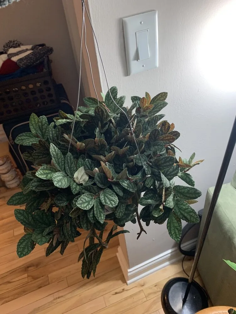 Top-rated lawn care service in Indianapolis, IN by Dammann's Garden Company