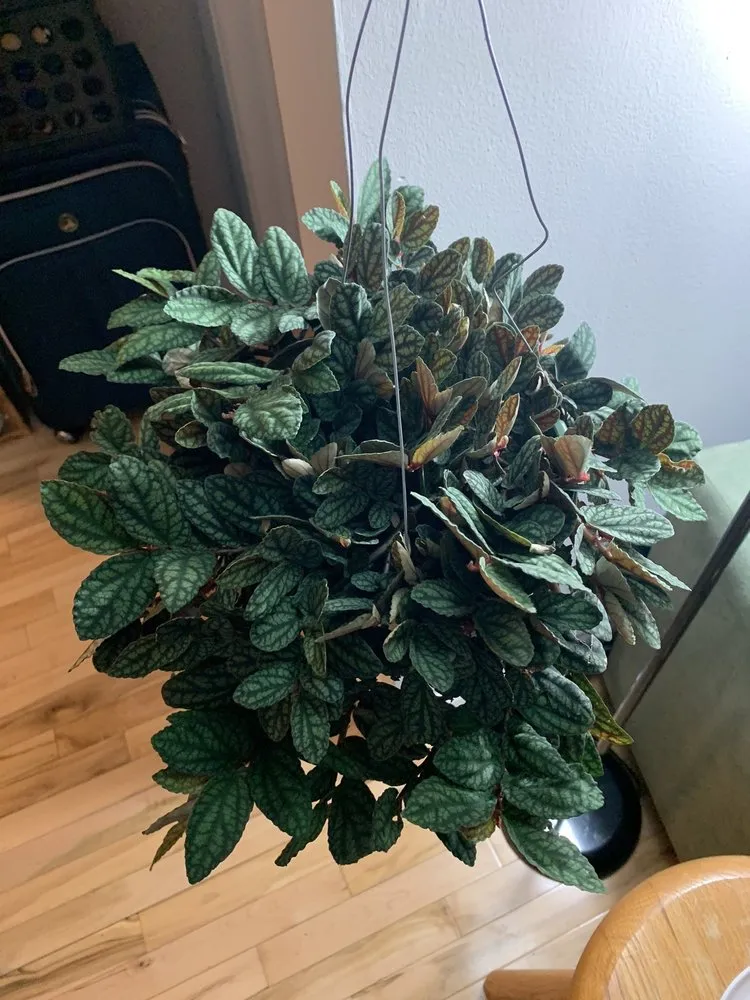 Top-rated outdoor landscaping in Indianapolis, IN by Dammann's Garden Company