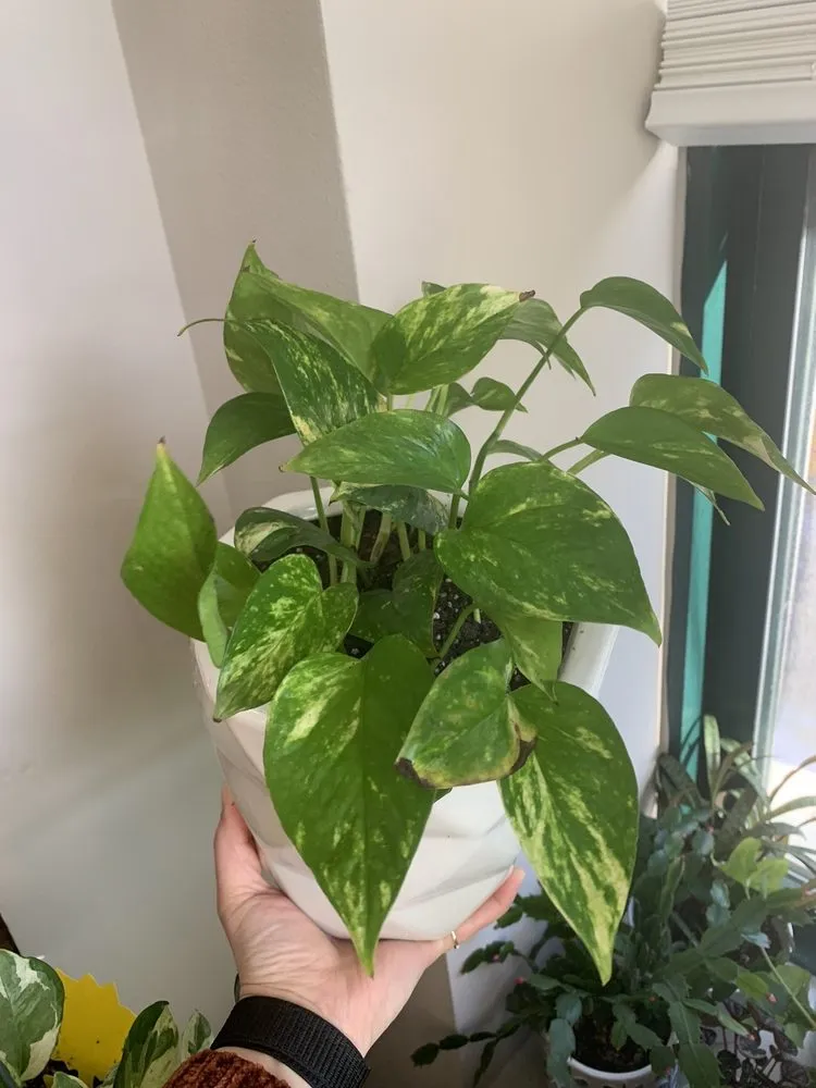 Top-rated garden landscaping experts serving Indianapolis, IN - Dammann's Garden Company