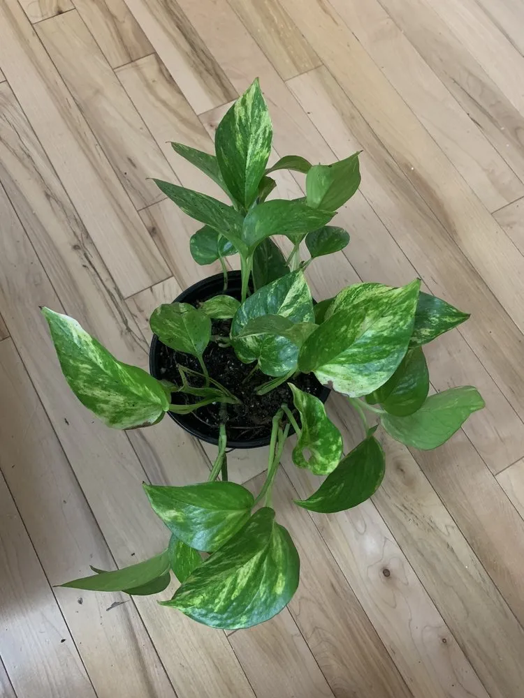 Local landscape design for residential properties in Indianapolis, IN by Dammann's Garden Company