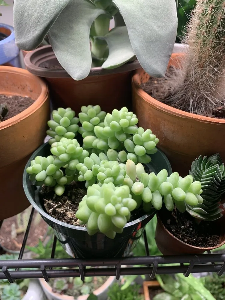 Local outdoor landscaping with custom design across Indianapolis, IN - Dammann's Garden Company