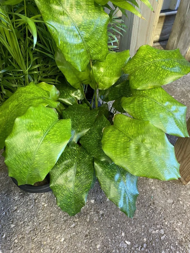 Custom residential landscaping experts serving Indianapolis, IN - Dammann's Garden Company