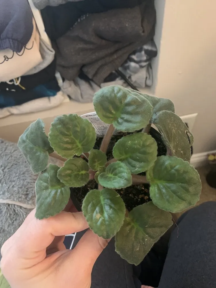 Professional residential landscaping experts serving Indianapolis, IN - Dammann's Garden Company