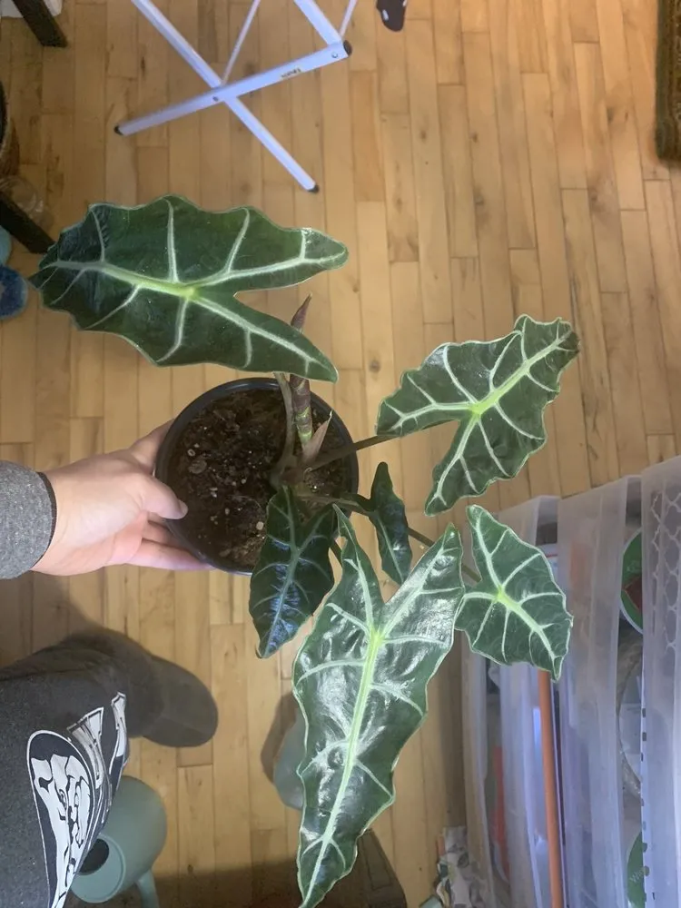 Local landscape design for residential properties in Indianapolis, IN by Dammann's Garden Company