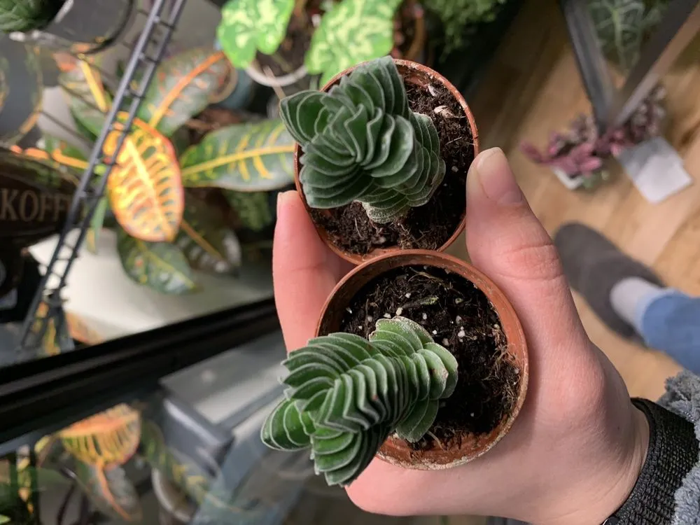 Affordable outdoor landscaping in Indianapolis, IN - Dammann's Garden Company