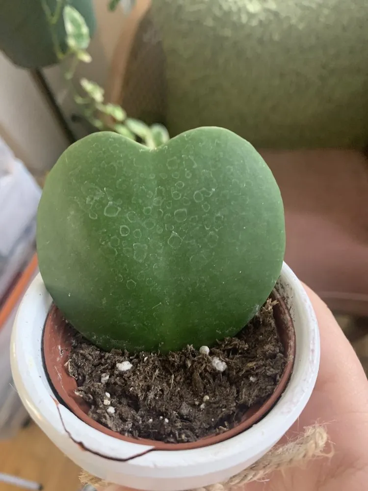 Local lawn care service with custom design in Indianapolis, IN by Dammann's Garden Company