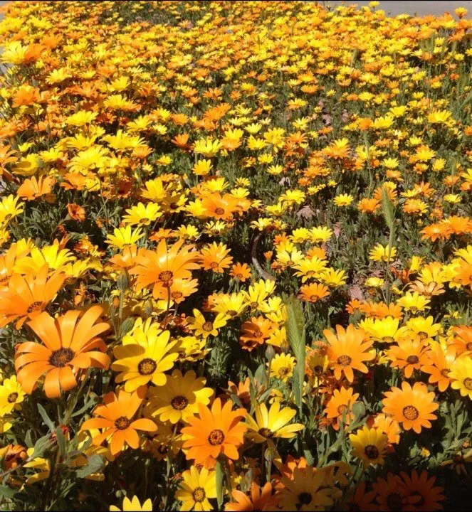 Trusted outdoor landscaping experts serving Glendale, AZ - Damone Landscaping