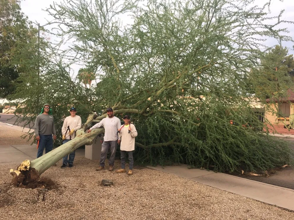 Trusted yard cleanup service near you across Glendale, AZ - Damone Landscaping