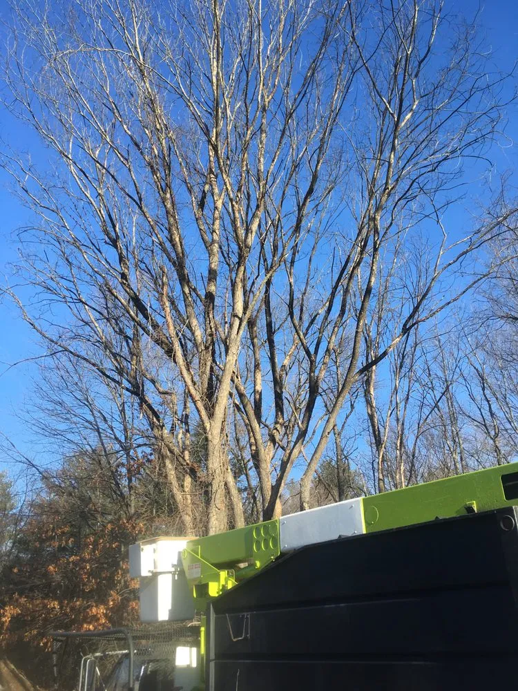Local yard maintenance for year-round maintenance across Mont Vernon, NH - Dan Brown Tree