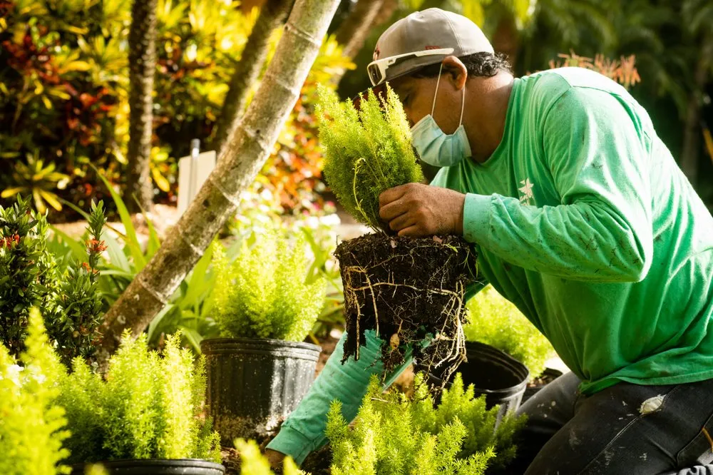 Local lawn mowing service in Fort Lauderdale, FL - Dan Ramos Landscaping