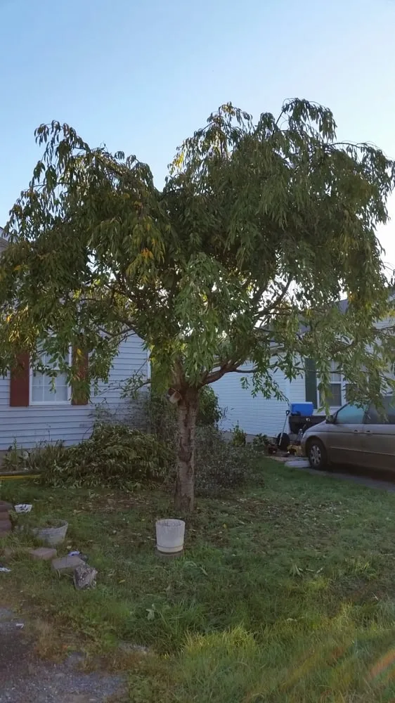 Top-rated outdoor landscaping in Winchester, VA - Dan Sly's Tree & Landscaping