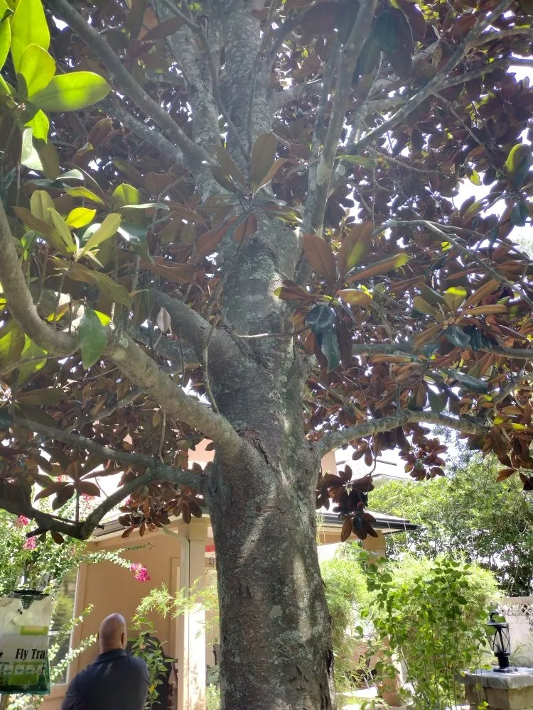 Trusted residential landscaping for residential properties in Jacksonville, FL by Dan The Landscapin' Man