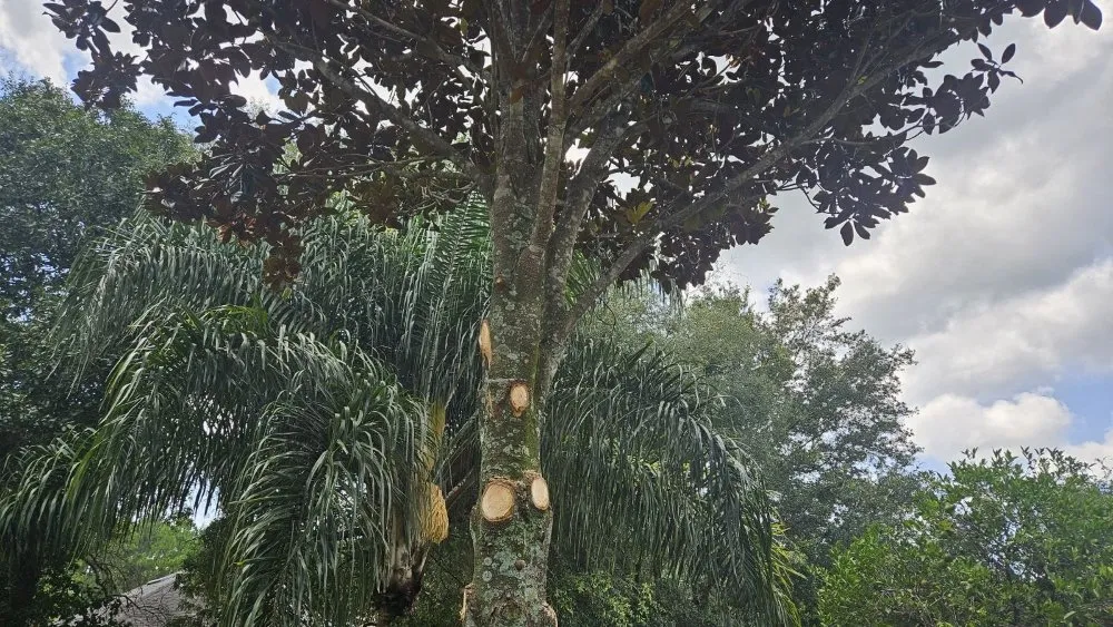 Top-rated landscaping services in Jacksonville, FL - Dan The Landscapin' Man