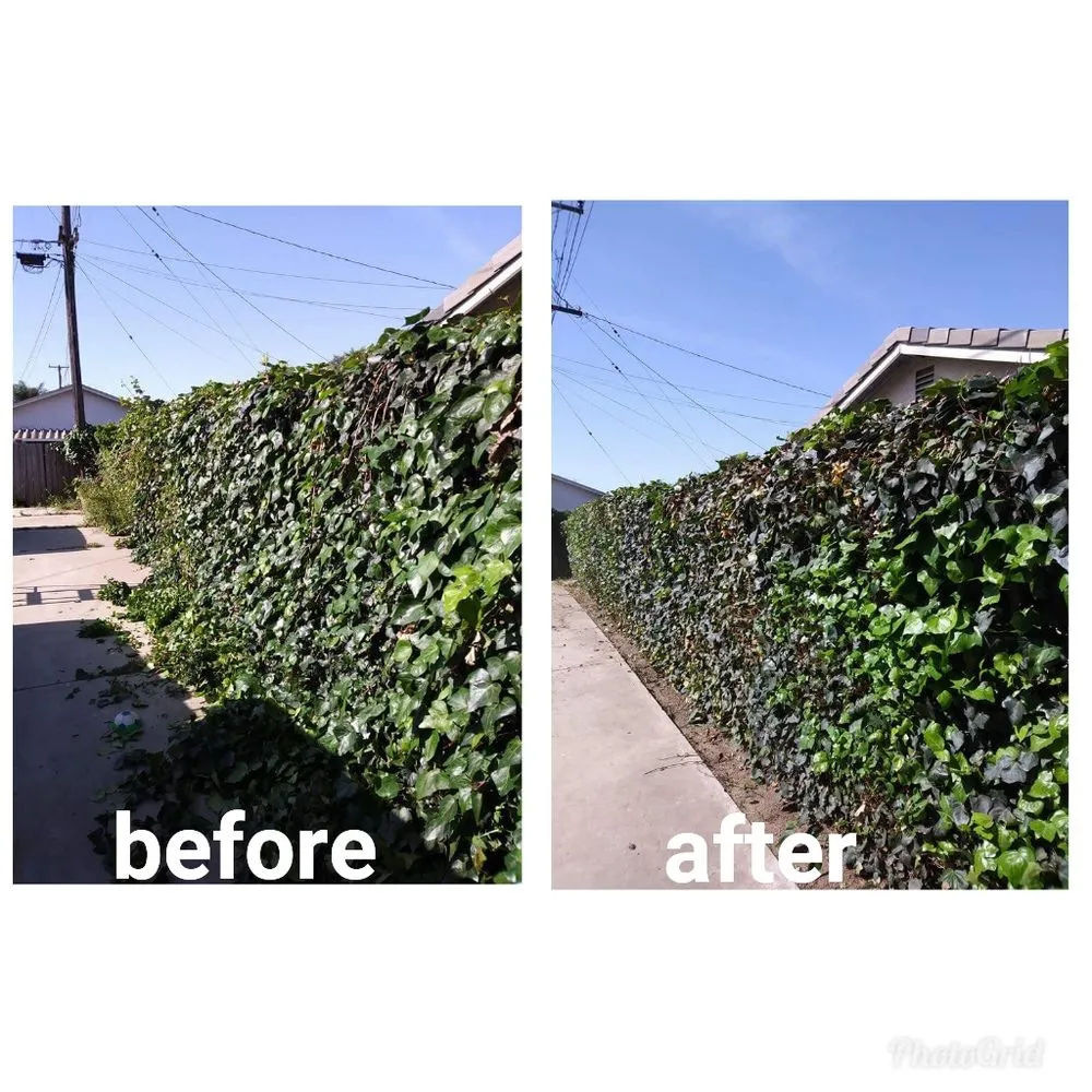 Affordable landscape design in Santa Maria, CA by Dan The Maintenance Man