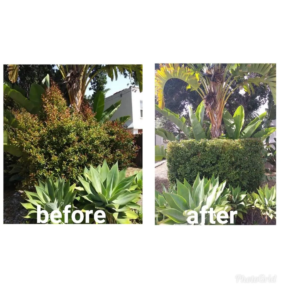 Custom lawn care service for beautiful yards across Santa Maria, CA - Dan The Maintenance Man