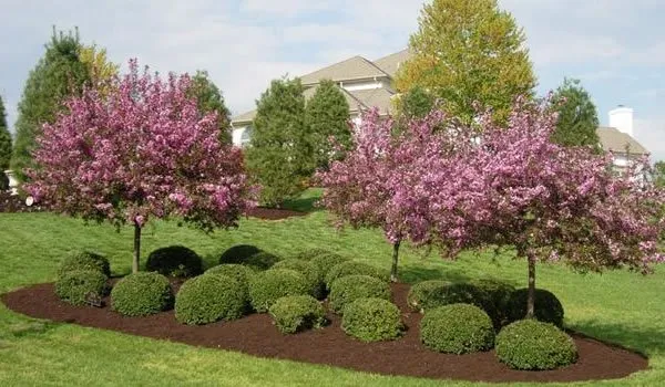 Professional landscaping services in West Chester, PA by Dana Bellafiore Lawn and Landscape
