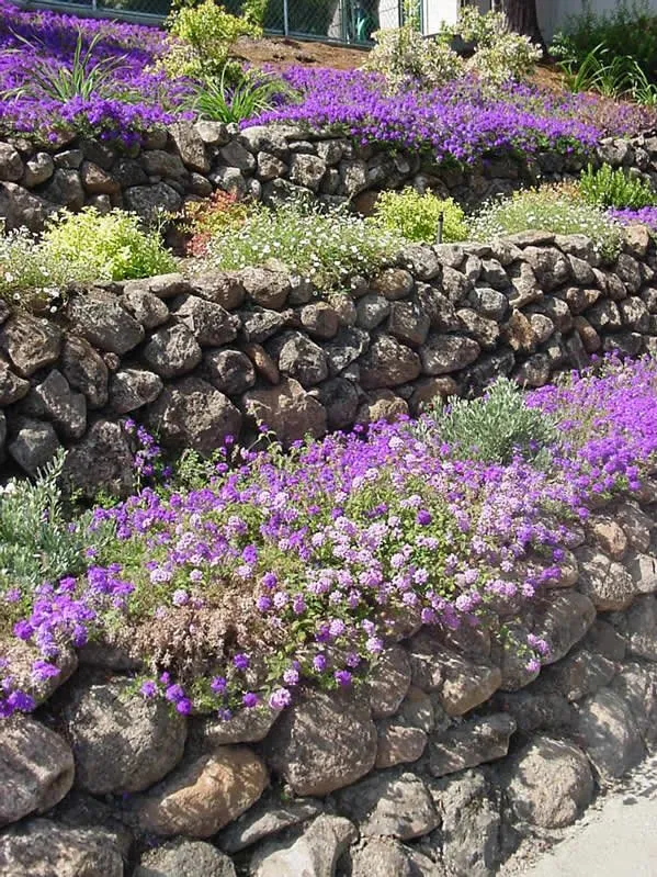 Affordable yard maintenance near you in San Ramon, CA by Dana Lund Landscaping