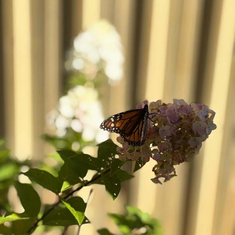 Affordable outdoor landscaping for outdoor upgrades across Streator, IL - Danchris Nursery