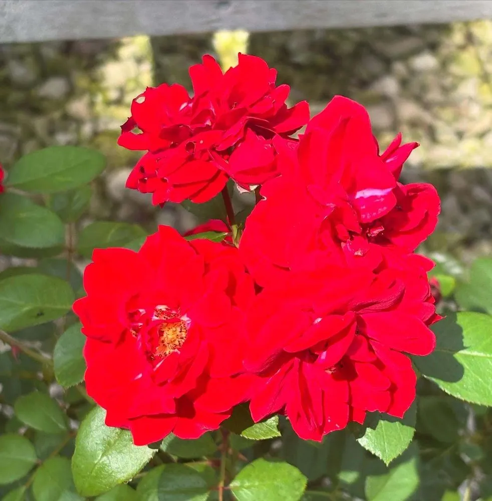 Local yard cleanup service in Streator, IL by Danchris Nursery