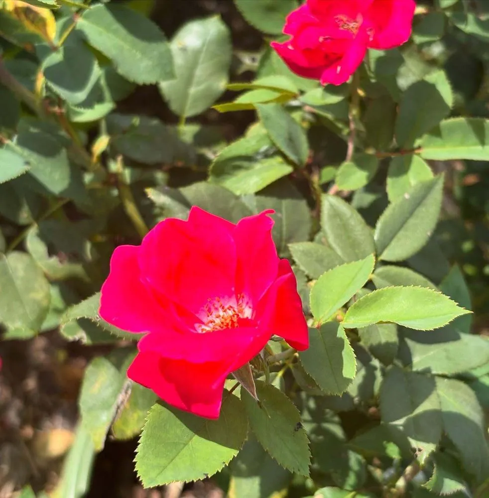 Local garden landscaping in Streator, IL - Danchris Nursery