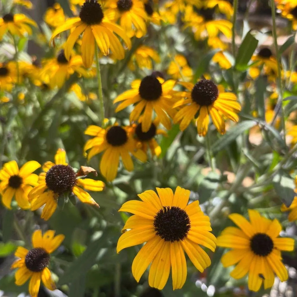 Trusted lawn care service in Streator, IL by Danchris Nursery