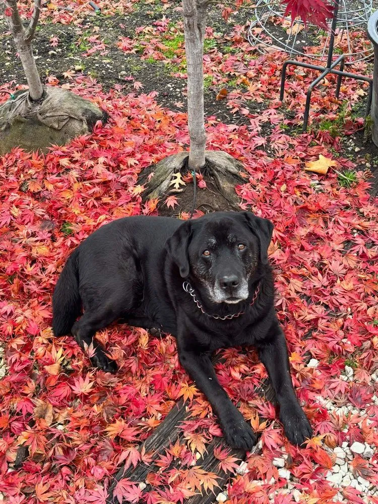 Trusted garden landscaping experts serving Streator, IL - Danchris Nursery