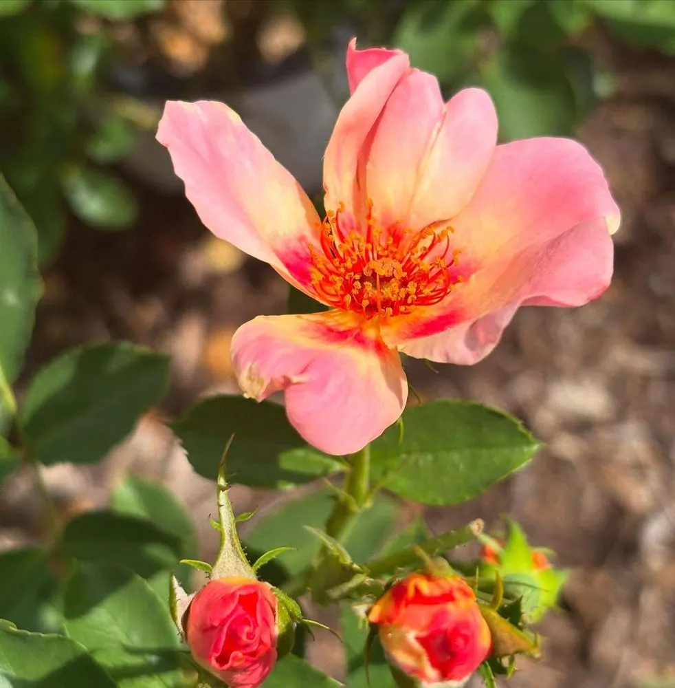 Top-rated outdoor landscaping for residential properties in Streator, IL by Danchris Nursery