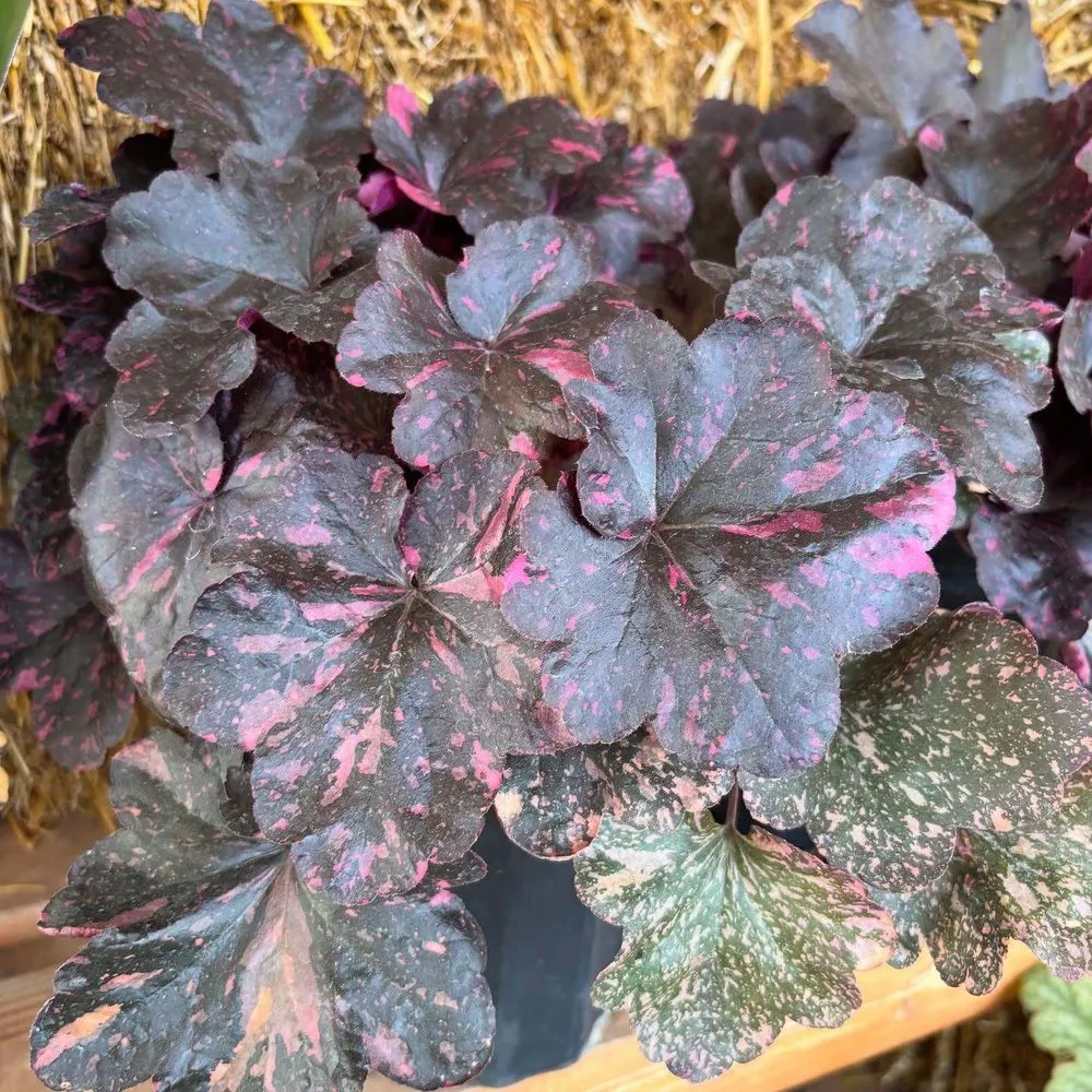 Reliable lawn mowing service for homes in Streator, IL by Danchris Nursery