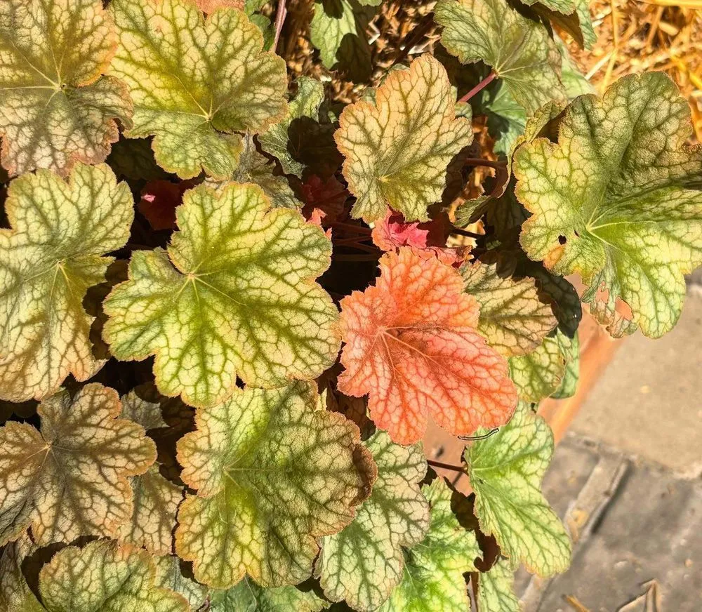 Reliable garden landscaping for beautiful yards in Streator, IL by Danchris Nursery