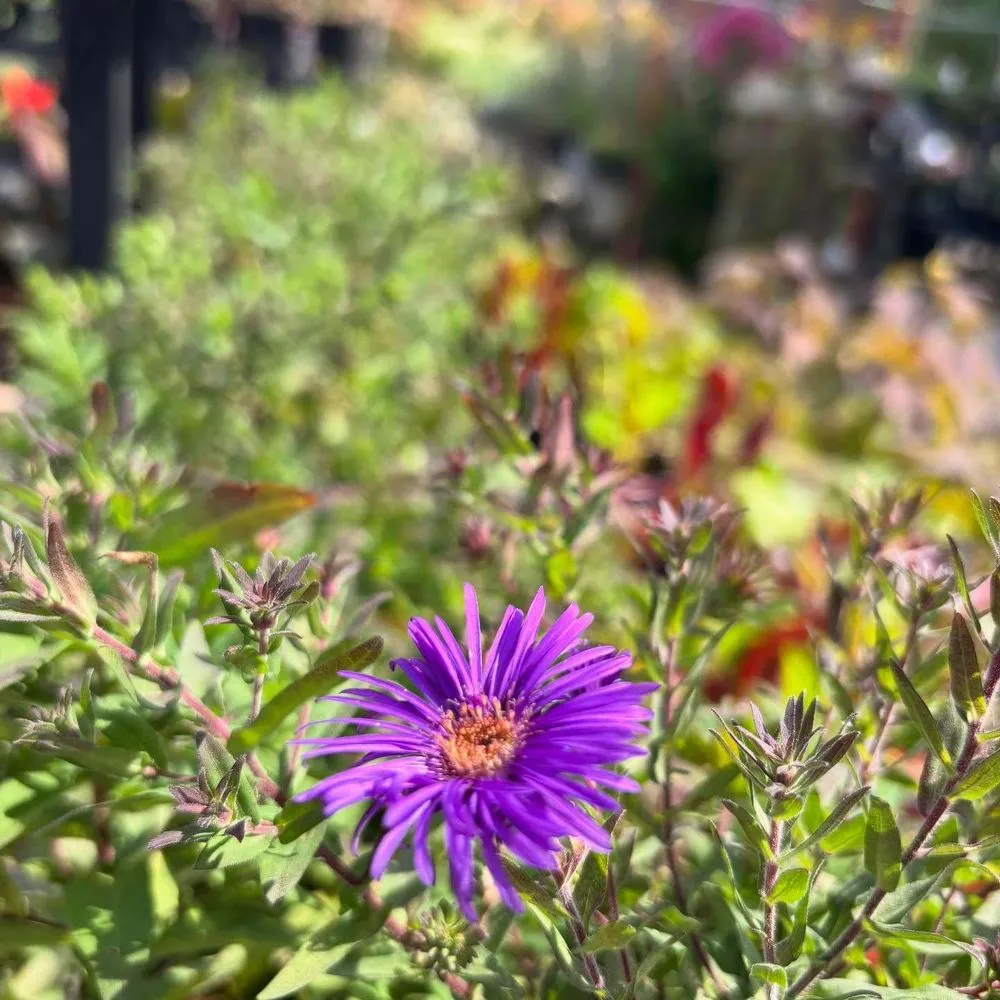 Local outdoor landscaping for year-round maintenance across Streator, IL - Danchris Nursery