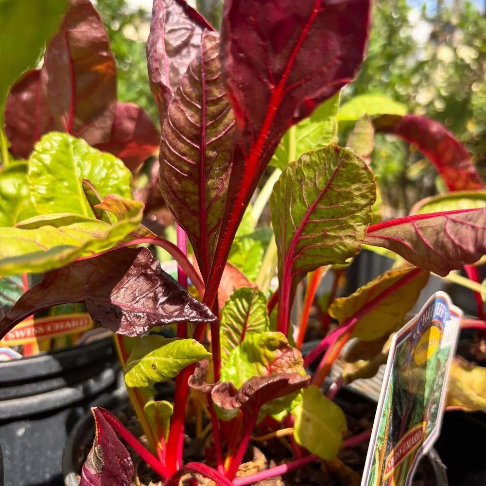 Top-rated residential landscaping experts serving Streator, IL - Danchris Nursery