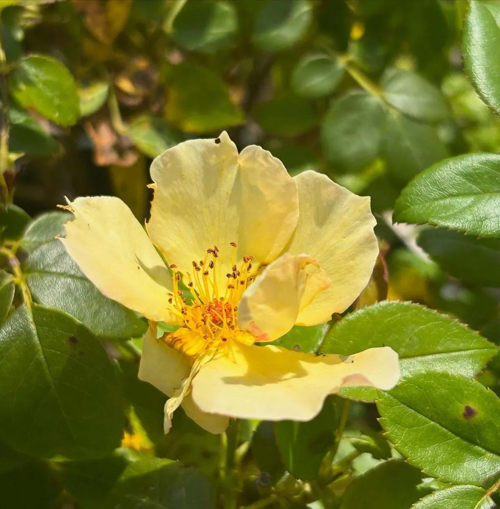 Professional landscaping services in Streator, IL by Danchris Nursery