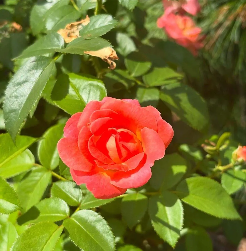 Local yard maintenance in Streator, IL by Danchris Nursery