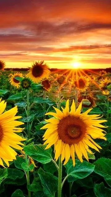 Custom residential landscaping for beautiful yards across Lancaster, CA - Dancing Sun Landscapes