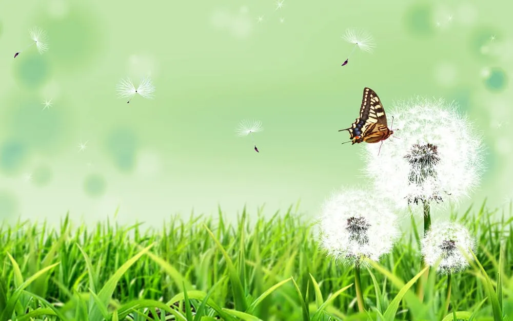 Professional residential landscaping near you across Belton, TX - Dandelion Landscaping & House Keeping