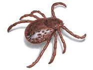 Dandridge Pest Control Logo