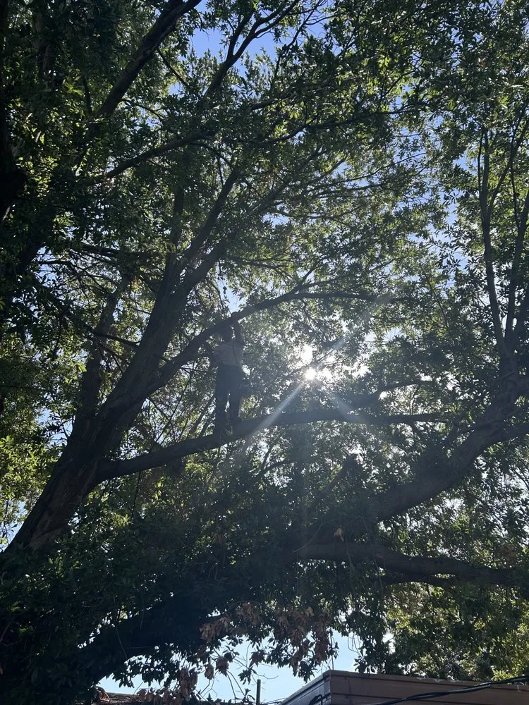 Reliable yard cleanup service for beautiful yards in Collinsville, OK by Dandy Dun Solutions