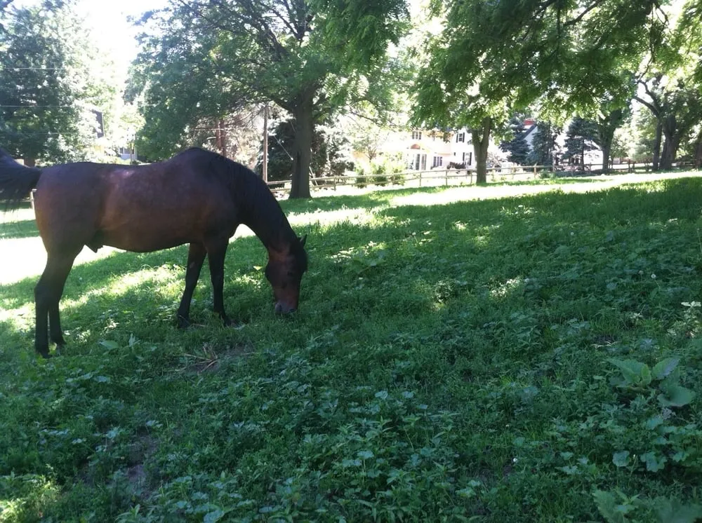 Custom lawn care service with custom design in Omaha, NE by Dandy Lawn Care