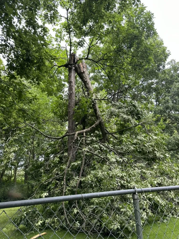 Top-rated landscape installation near you across Sauk City, WI - Dane County Tree Company