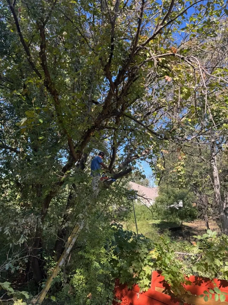 Local landscaping services for year-round maintenance in Dallas, TX by Danforth Painting