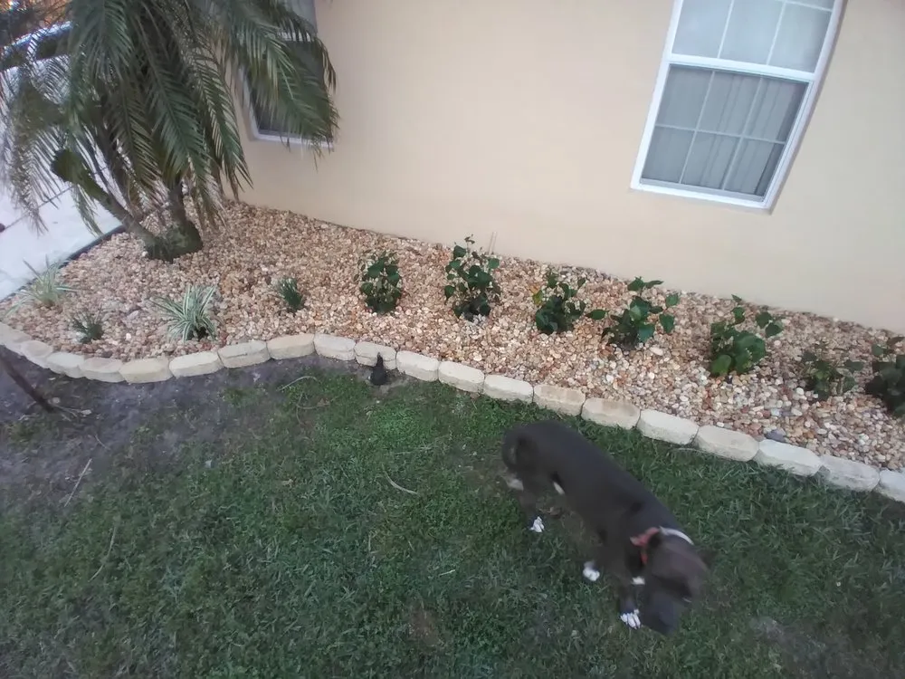 Top-rated yard maintenance in Wauchula, FL by Dang Near Anything